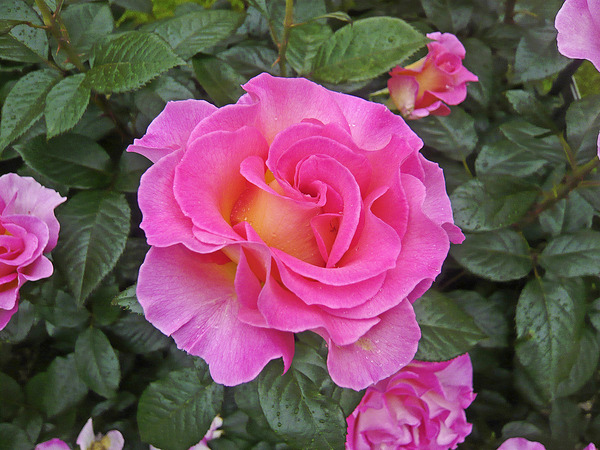 Rosier Delbard Pink Paradise, planter des rosiers à grandes fleurs
