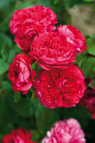 Rose Red Leonardo da Vinci�