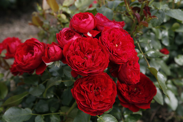 Planter et entretenir des rosiers à fleurs groupées, Guide de culture rosier Rotkäppchen Lubera