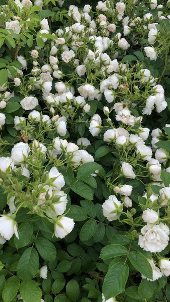Rose 'White Grootendorst'