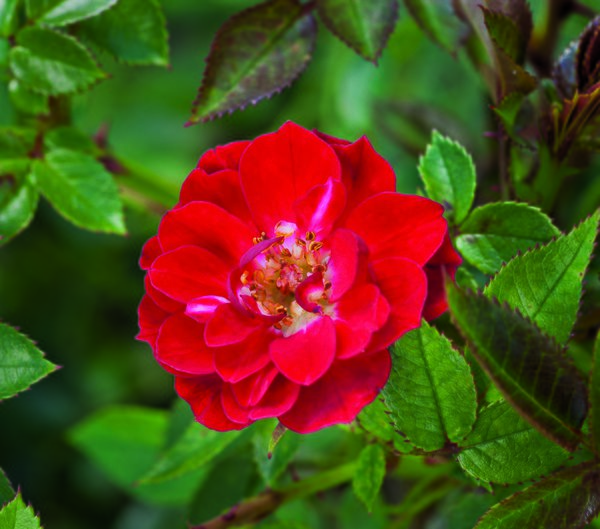 Rose Fiery Pixie 1, planter des rosiers nains