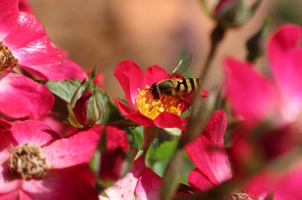 Syrphe en vol stationnaire à la recherche de pollen et de nectar, fleur de rose du rosier buisson Roseasy, plantes vivaces favorables aux insectes