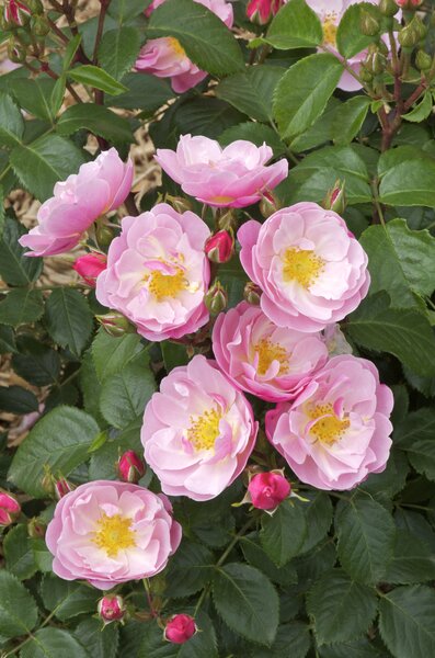 Rose Delbard, Utopia