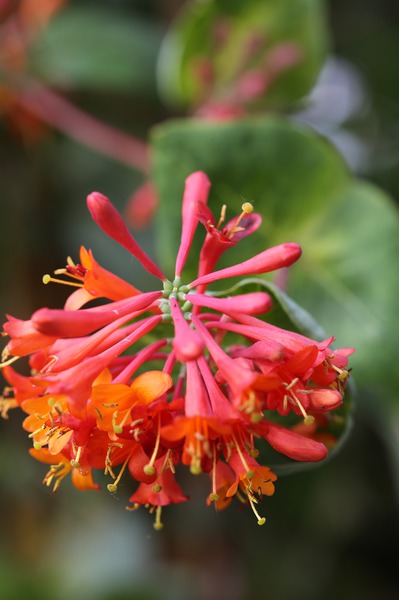 Bl�te der Lonicera brownii 