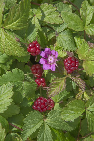 Allackerbeere 'Marika', Rubus arcticus
