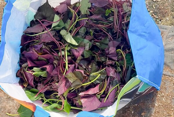 Feuilles de patate douce, Ipomoea batatas, Jean-Jacques