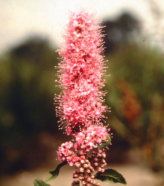 Kolbenspiere 'Triumphans' (Spiraea billardii)