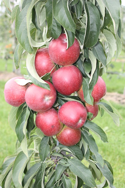 S�ulenapfel Malini� Dulcessa�