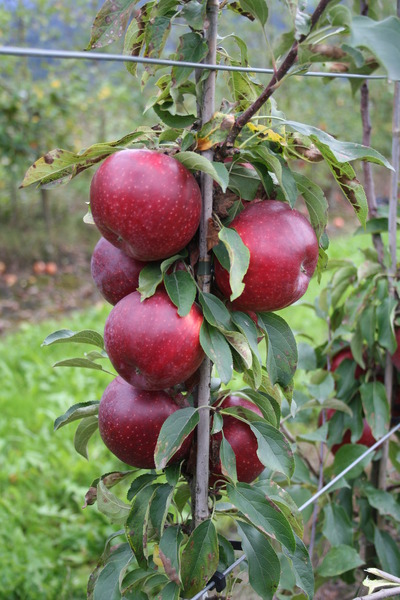 Apfel Malini Fresco�