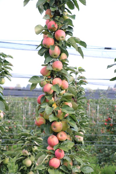 Variétés de pommes sucrées Malini Pommier Mannequin Lubera