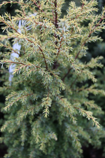 S�ulen-Wacholder 'Gold Cone'