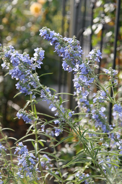 Salvia azurea var. grandiflora
