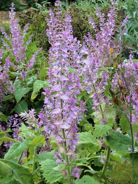 Salvia sclarea
