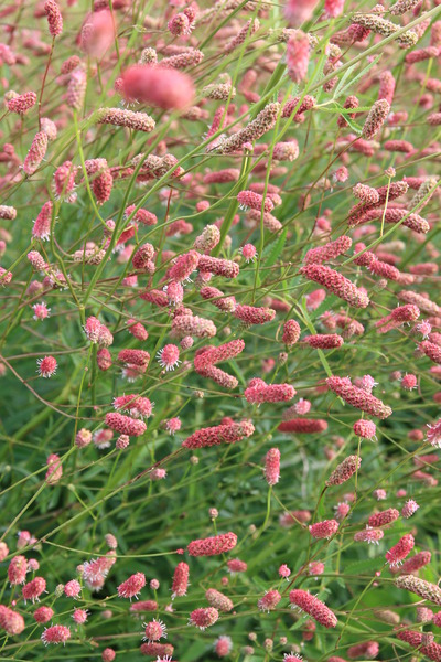 Sanguisorba tenuifolia 'Pink Elephant'