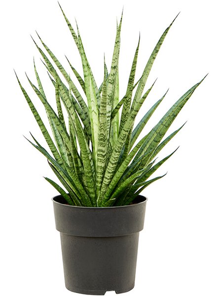 Sansevieria 'Comet Rocky Mountains', Tuff, im 19cm Topf, H�he 60cm, Breite 40cm