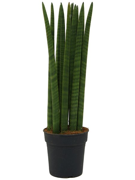 Sansevieria cylindrica 'Straight', Tuff, im 19cm Topf, H�he 75cm, Breite 20cm