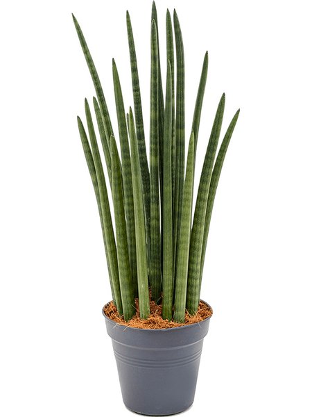 Sansevieria cylindrica 'Tower', Tuff, im 19cm Topf, H�he 70cm, Breite 25cm