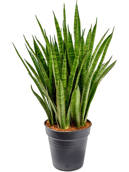 Sansevieria kirkii, Tuff, im 19cm Topf, H�he 65cm, Breite 25cm