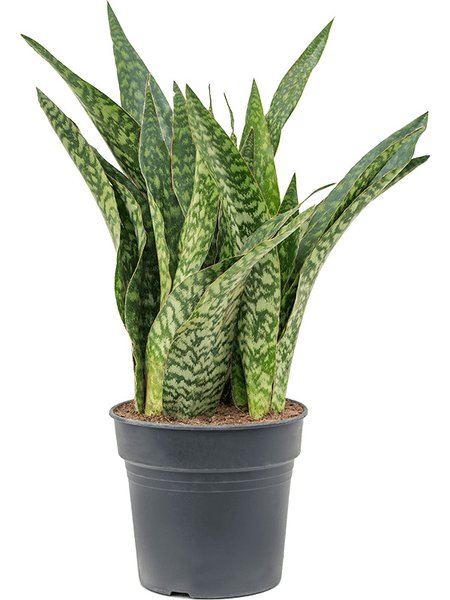 Sansevieria masoniana 'Dragon', Tuff, im 30cm Topf, H�he 90cm, Breite 50cm