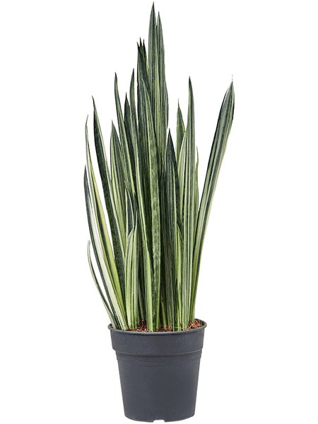 Sansevieria trifasciata 'Bantel', Tuff, im 17cm Topf, H�he 55cm, Breite 25cm
