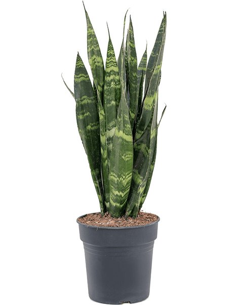 Sansevieria trifasciata 'Black Coral', Tuff, im 19cm Topf, H�he 65cm, Breite 25cm