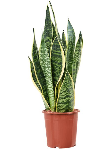 Sansevieria trifasciata 'Futura Superba', Tuff, im 17cm Topf, H�he 60cm, Breite 20cm