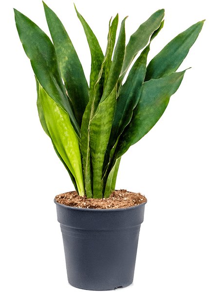 Sansevieria trifasciata 'Jade', Tuff, im 21cm Topf, H�he 70cm, Breite 35cm