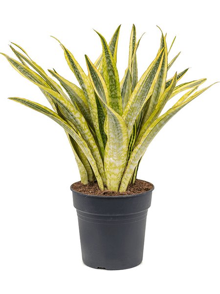 Sansevieria trifasciata 'Lauren', Tuff, im 27cm Topf, H�he 80cm, Breite 40cm