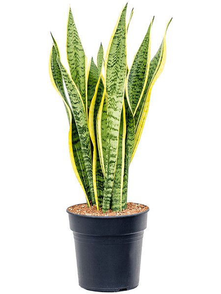 Sansevieria trifasciata 'Laurentii', Tuff, im 21cm Topf, H�he 80cm, Breite 30cm