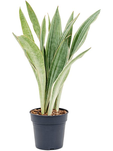 Sansevieria trifasciata 'Metallica', Tuff, im 17cm Topf, H�he 60cm, Breite 35cm