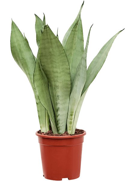Sansevieria trifasciata 'Moonshine', Tuff, im 17cm Topf, H�he 60cm, Breite 20cm
