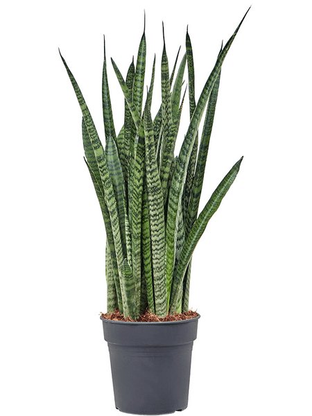 Sansevieria zeylanica 'Narrow', Tuff, im 17cm Topf, H�he 55cm, Breite 25cm