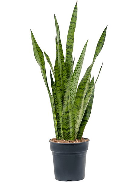 Sansevieria zeylanica, Tuff, im 19cm Topf, H�he 80cm, Breite 25cm
