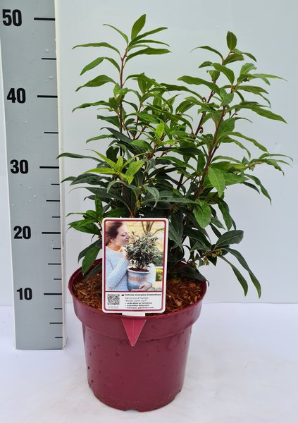 Schattenblume, Fleischbeere 'Winter Gem'