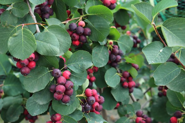 Amelanchier alnifolia Martin