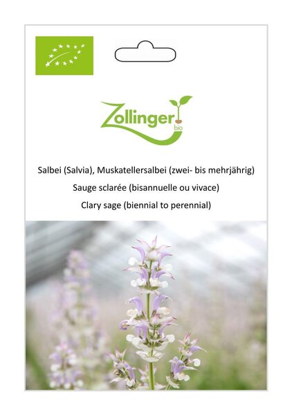 Salbei (Salvia), Muskatellersalbei (zwei- bis mehrj�hrig)