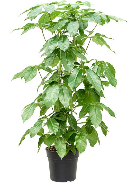 Schefflera actinophylla 'Amate' (150-180), Tuff 3pp, im 30cm Topf, H�he 160cm, Breite 90cm