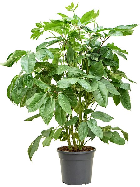 Schefflera actinophylla 'Amate', Tuff, im 28cm Topf, H�he 110cm, Breite 70cm