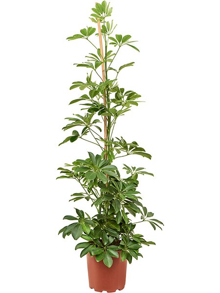 Schefflera arboricola (100-120), Tuff, im 20cm Topf, H�he 110cm, Breite 40cm