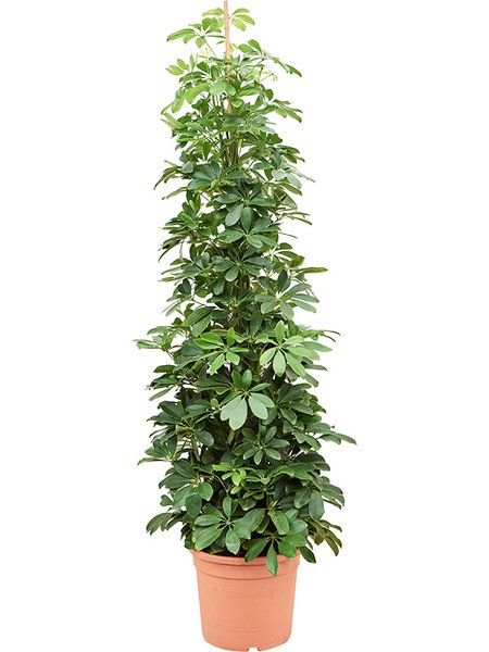 Schefflera arboricola (120-150), Tuff, im 28cm Topf, H�he 135cm, Breite 60cm