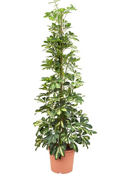 Schefflera arboricola 'Dalton' (130-160), Tuff, im 28cm Topf, H�he 145cm, Breite 60cm