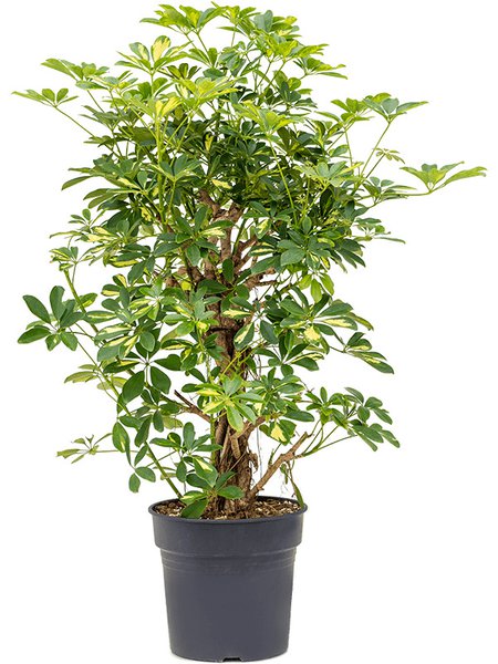 Schefflera arboricola 'Gold Capella', Verzweigt/S�ule, im 30cm Topf, H�he 110cm, Breite 60cm