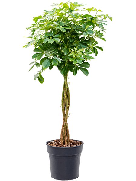 Schefflera arboricola 'Nora', Stamm geflochten, im 27cm Topf, H�he 125cm, Breite 60cm
