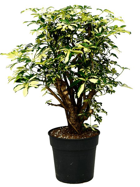 Schefflera arboricola 'Trinette', Verzweigt, im 30cm Topf, H�he 110cm, Breite 65cm