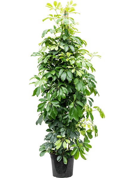 Schefflera arboricola, Tuff, im 24cm Topf, H�he 120cm, Breite 60cm