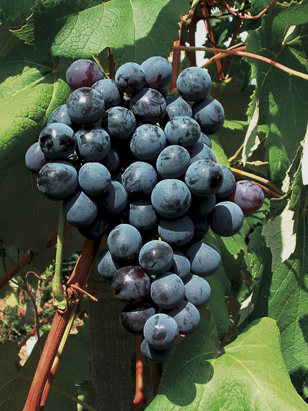 Schlaraffentraube Blue Sky (syn. New York Musc)