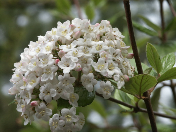 Floraison parfum&eacute;e de la viorne de Burkwood Viburnum &times; burkwoodii