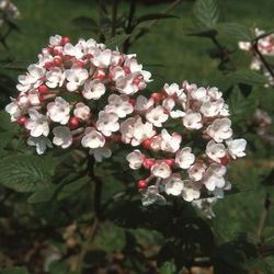 Duft-Schneeball 'Aurora' Bl�te
