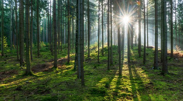 Arbres à croissance rapide pour les forêts, créer un jardin-forêt
