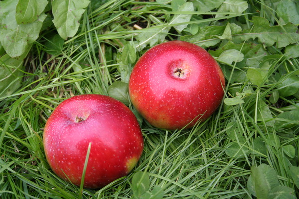 variétés de pommes sucrées Lubera Pommier Malini Pronto